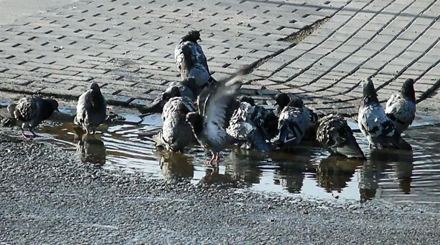 G&uuml;vercinler Su Birikintisinde Serinledi
