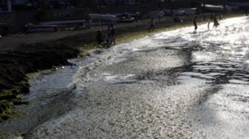Mudanya Sahilleri Yosun Yeşili, &Ccedil;ocuklar Yosunlu Sularda
