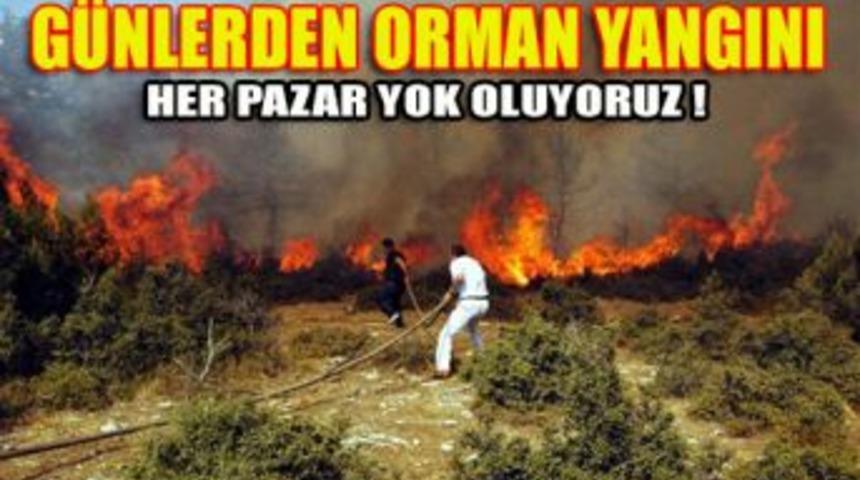 G&uuml;nlerden orman yangını