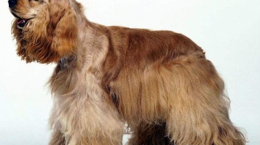 Kaburgasından &Ccedil;&ouml;pşiş &Ccedil;ubuğu &Ccedil;ıktı