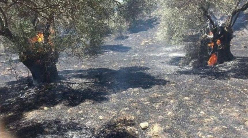 Aydın&rsquo;da Bir Ayda 138 Adet Zeytinlik Yandı