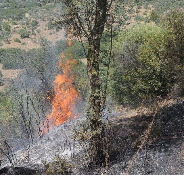 Aydın’da Bir Ayda 138 Adet Zeytinlik Yandı