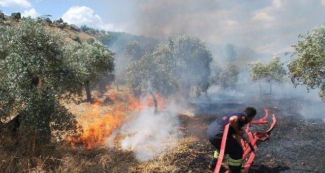 Aydın’da Bir Ayda 138 Adet Zeytinlik Yandı