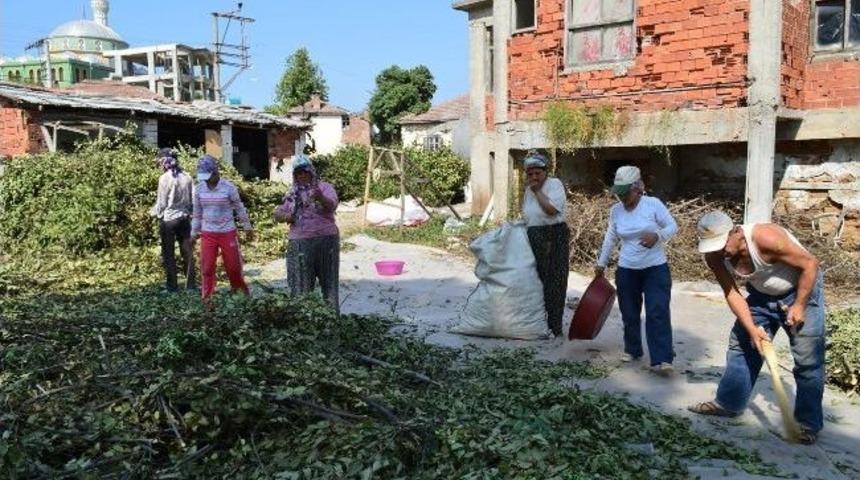 Orman Nimetleri Ge&ccedil;im Kapısı