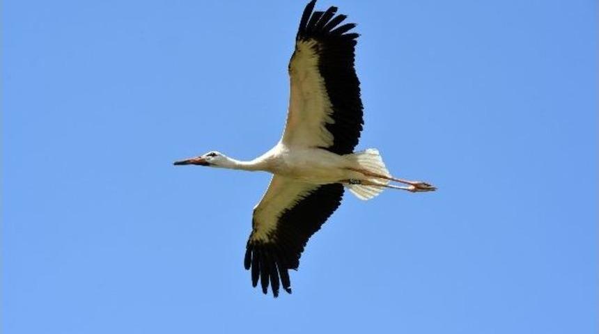 U&ccedil;un Kuşlar U&ccedil;un!