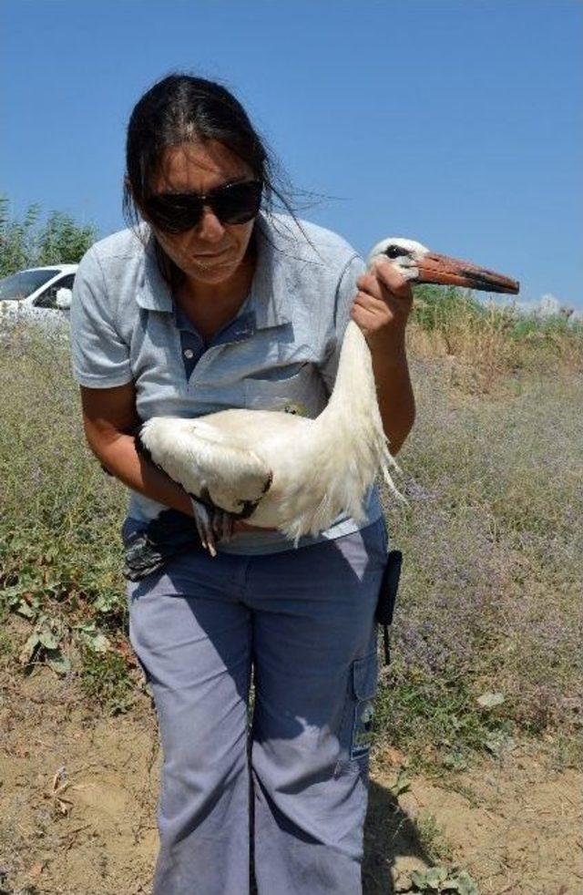 Uçun Kuşlar Uçun!