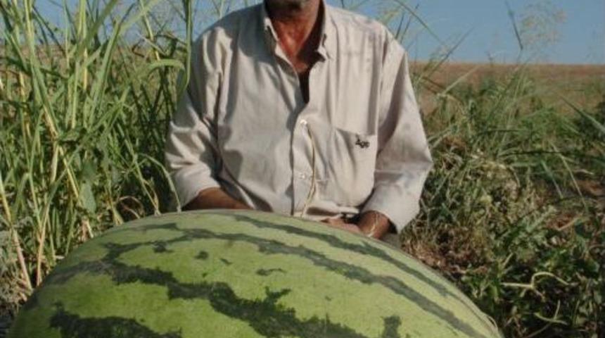 Diyarbakır karpuzu, yok olma tehlikesiyle karşı karşıya