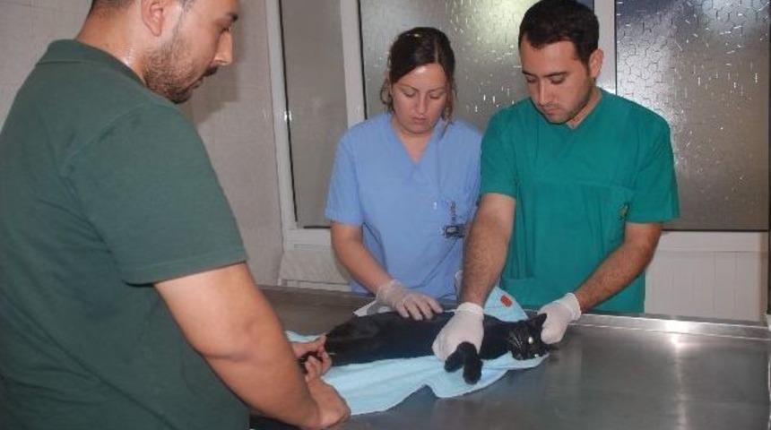 Sokak K&ouml;peğinin Saldırdığı Guli Hastanelik Oldu