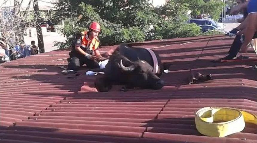 &Ccedil;atıda manda var