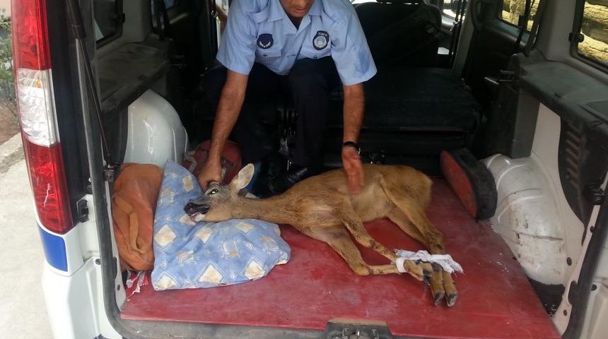 Yaralı Karacaya Zabıta Şefkati