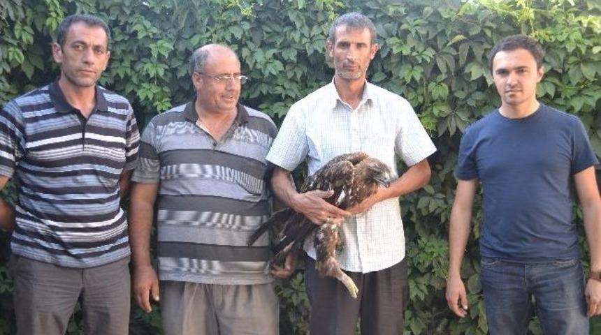 Yaralı Kaya Kartalı Tedavi Altına Alındı
