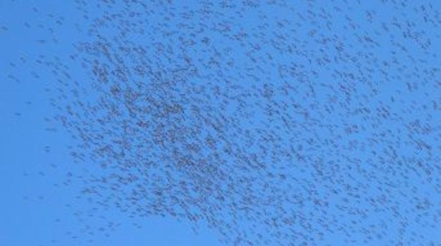 Leyleklerden Görsel Şölen