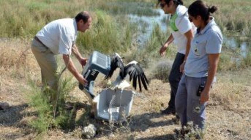 Yaralı 6 Leylek Doğaya Salıverildi