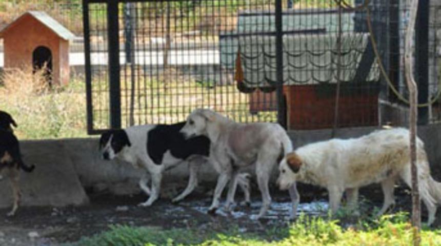Manisa'da k&ouml;pek tecav&uuml;zc&uuml;s&uuml; alarmı