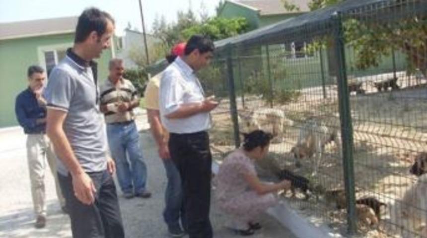 Antakya Hayvan Barınağına, Mezarlık Ve Ameliyat Bakım &Uuml;nitesi Yapılıyor