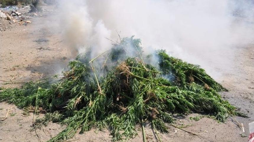 Ko&ccedil;arlı&rsquo;da Uyuşturucu Operasyonu