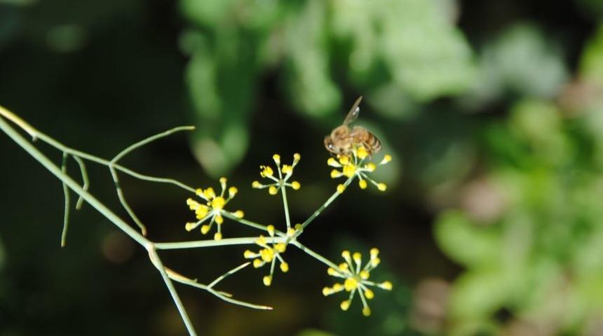 Kekik Balı Üretiminde Yüzde 25 Artış Bekleniyor