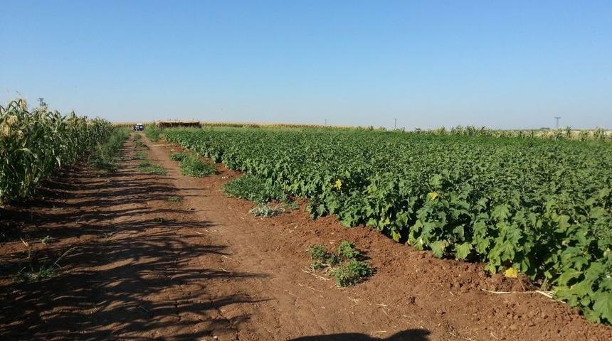 Patlıcan Ve Mısır Tarlalarındaki Hint Kenevirleri Imha Edildi