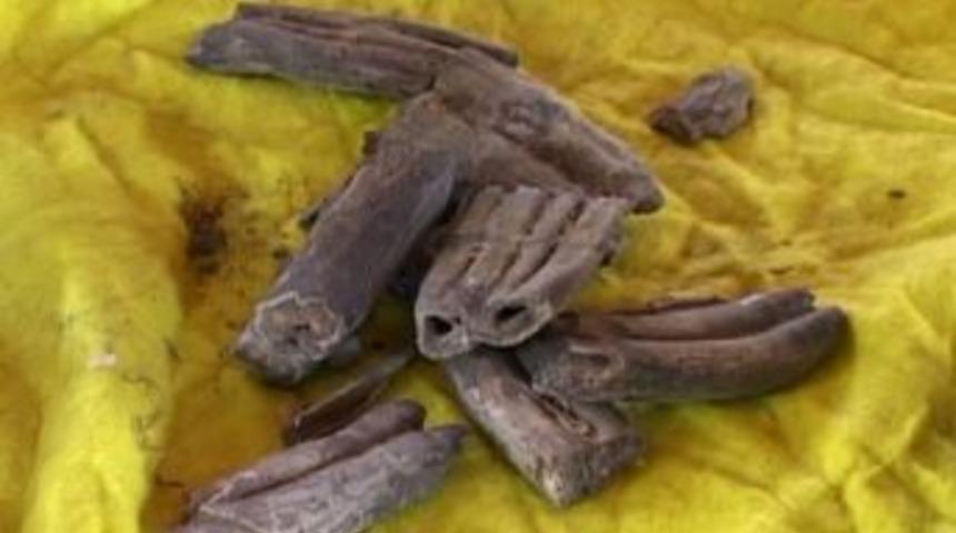 Maden Ocağında Bulunan Fosil Par&ccedil;aları 11 Bin Yaşındaki Mamuta Aitmiş