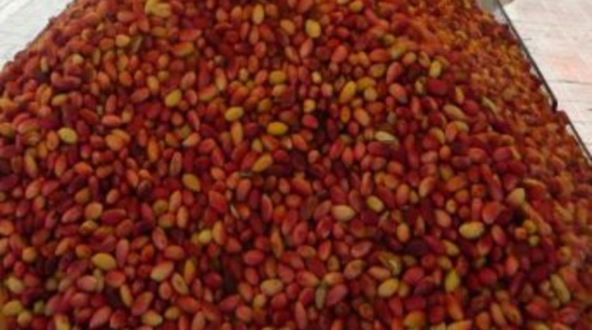 Gtb'de Kırmızı Kabuklu Antep Fıstığı 11 İle 13 Liradan İşlem G&ouml;rd&uuml;