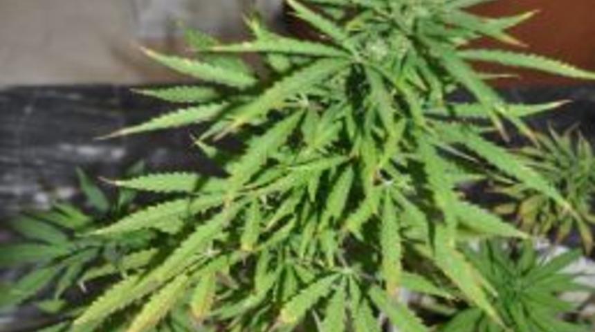 Yatağan'da 13 K&ouml;k Hint Keneviri Ele Ge&ccedil;irildi