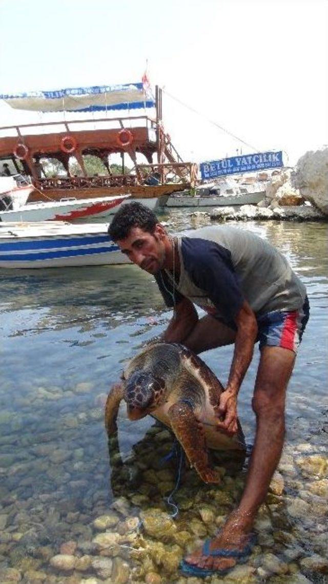 Caretta carettalar denize girenlere saldırdı