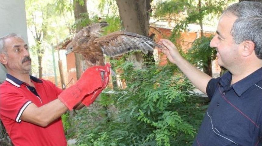 Botan &Ccedil;ayı'nda Kanadı Kırık Şahin Yavrusu Bulundu