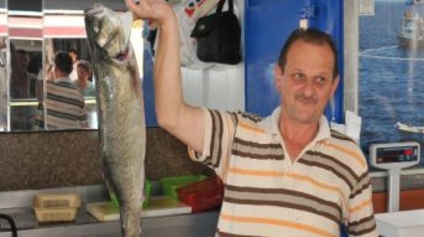 Karadeniz'de Levrek Balığı