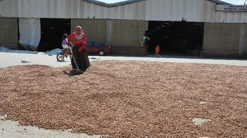 Ak&ccedil;akoca'da Fındık Harmana İndi