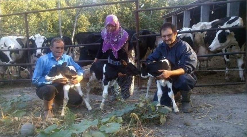 İnek &Uuml;&ccedil;&uuml;z Doğurdu