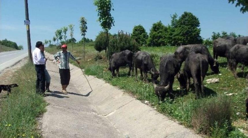 Kocaeli'de Manda Sayıları Artıyor