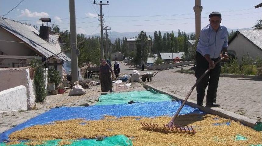 Narman'da Y&uuml;zyıllardır Devam Eden Bulgur Kaynatma Geleneği