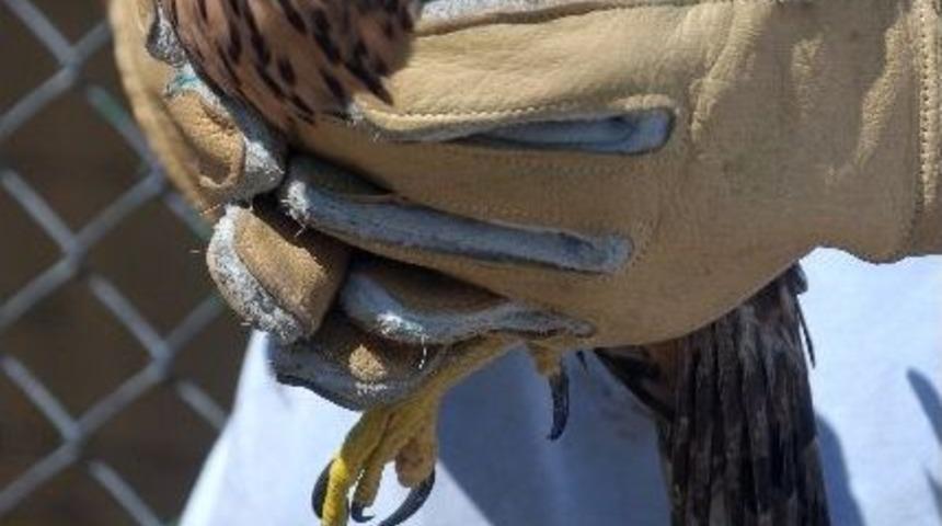 Tedavi Edilen Yaralı Doğan Yeniden Doğaya Salındı