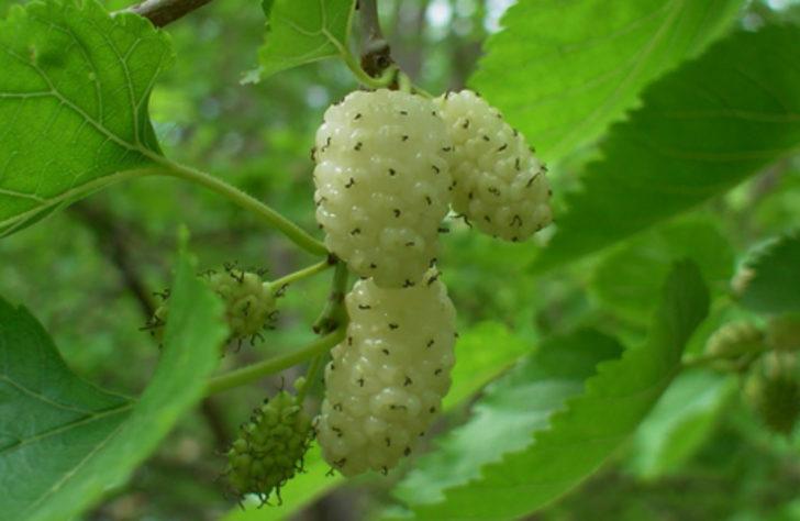 Dutun faydaları