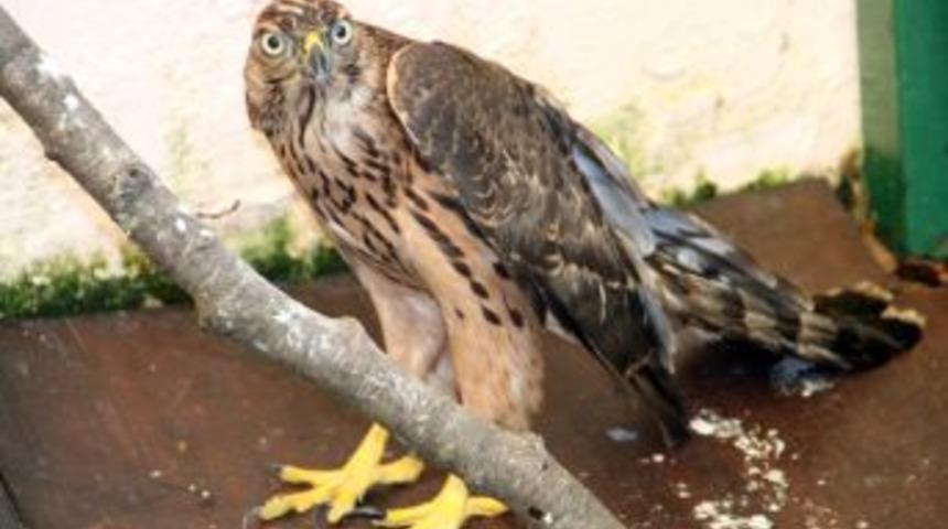 Yavru Doğan Doğal Hayatına Salındı