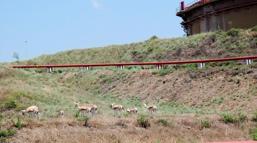 BOTAŞ Ceyhan B&ouml;lge M&uuml;d&uuml;rl&uuml;ğ&uuml;&rsquo;nde Ceylanlar Ile Insanlar Aynı Ortamı Paylaşıyor