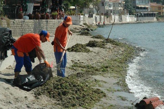 Tekirdağ Sahillerine Vuran Yosunlar Temizleniyor