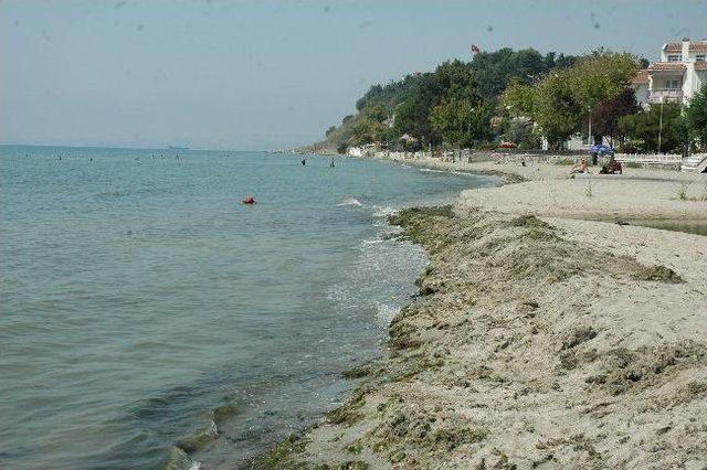 Tekirdağ Sahillerine Vuran Yosunlar Temizleniyor