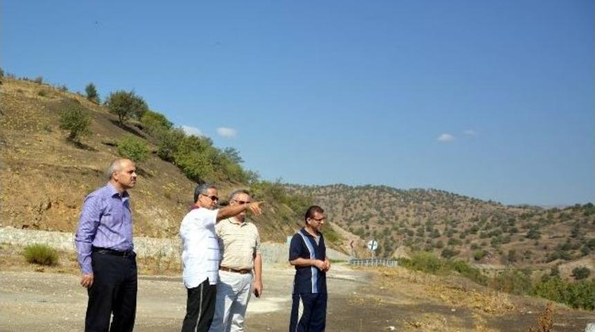 Manisa'da Zeytincilik Hızla Gelişiyor