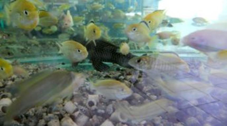 Dekan Atamanalp, Hasad Su &Uuml;r&uuml;nleri Dergisi'nin Edit&ouml;rl&uuml;ğ&uuml;n&uuml; Yapacak