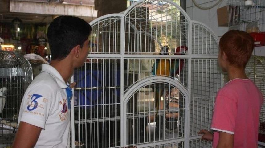 Araba Fiyatına Papağan