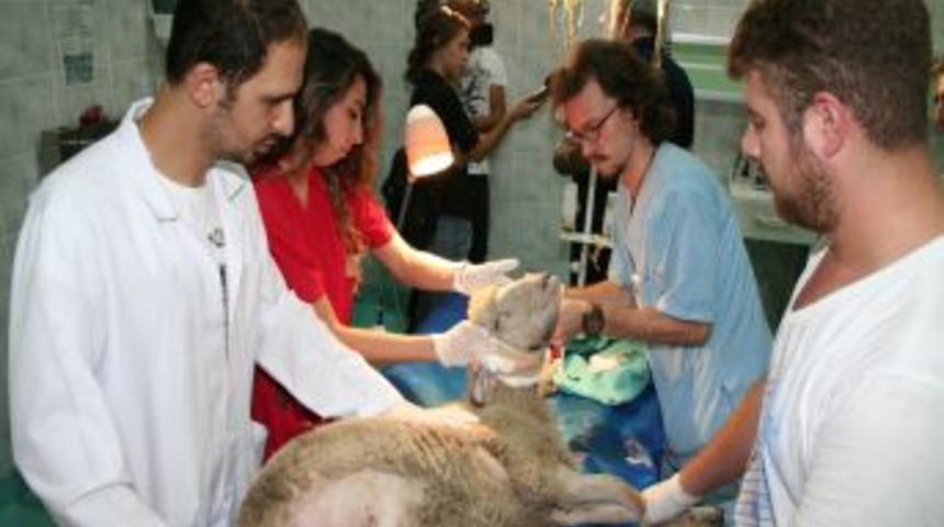 Kurdun Yaraladığı Kuzu, Tedavi Edildi