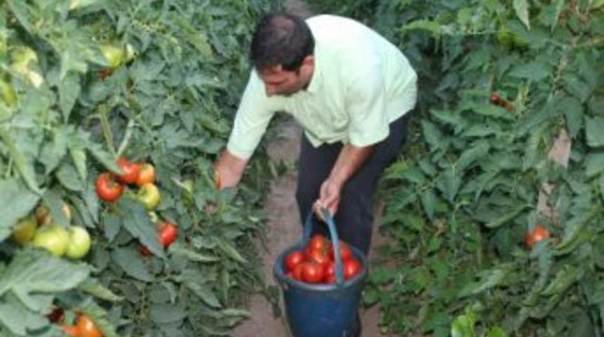 Domates Hasadı Çiftçinin Yüzünü Güldürdü