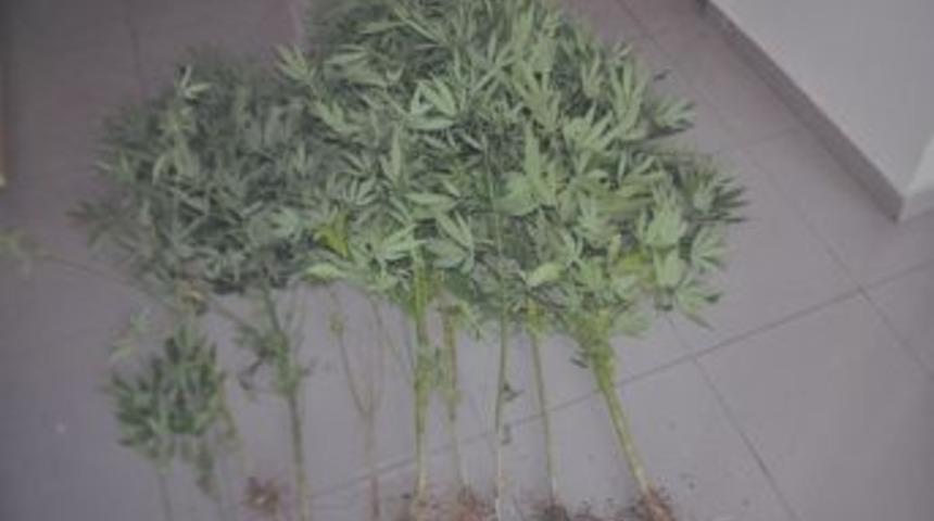 Bafra&rsquo;da Hint Keneviri Ele Ge&ccedil;irildi