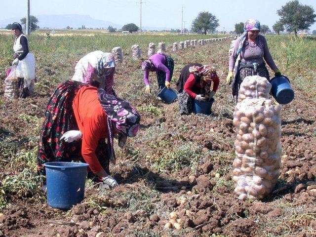 Tavas Ovası'nın Ilk Patates Hasadı Başladı