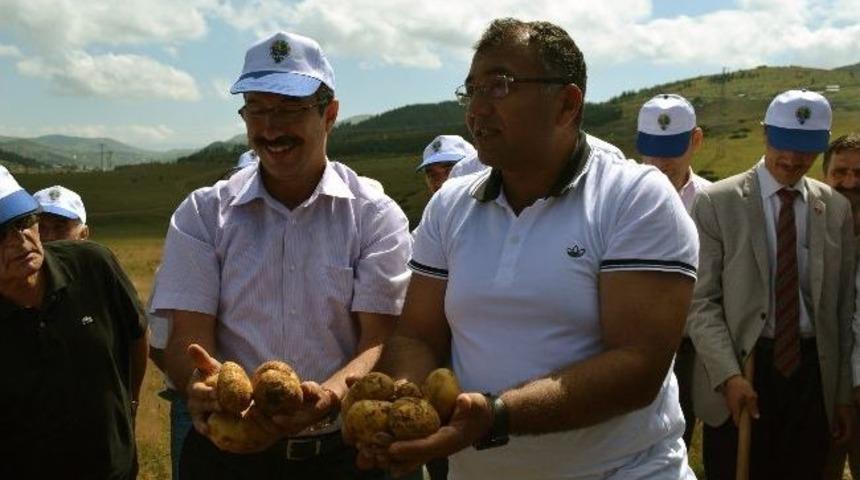Vali Ve Milletvekili &Ccedil;apalarla Patates Hasadı Yaptı