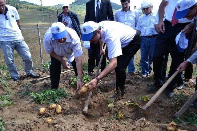 Vali Ve Milletvekili Çapalarla Patates Hasadı Yaptı