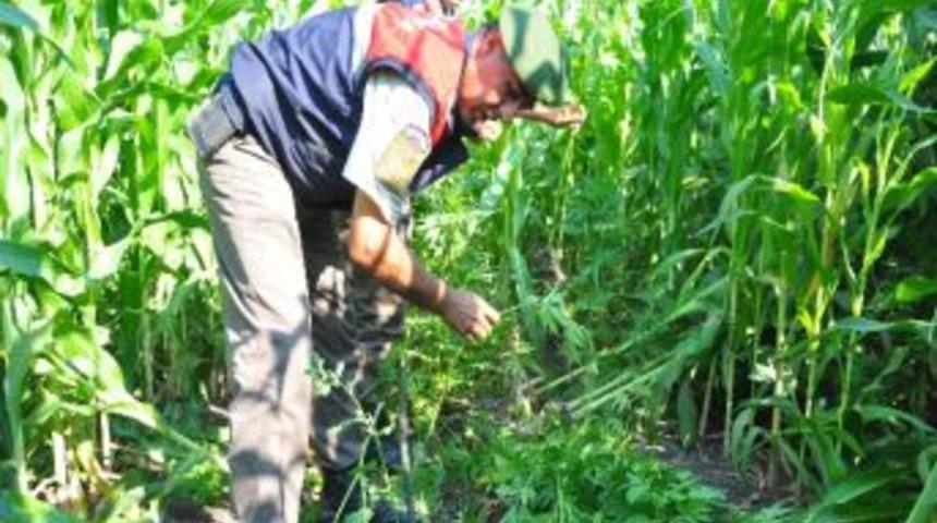 Mısır Tarlasında 2 Bin 500 K&ouml;k Kenevir Ele Ge&ccedil;irildi