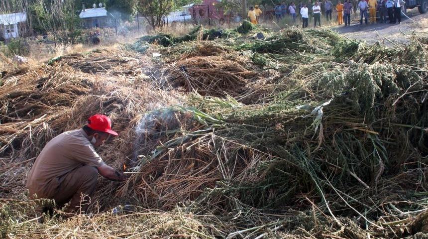 Erzurum'da Bir Bu&ccedil;uk Milyon K&ouml;k Hint Keneviri Yakılarak Imha Edildi