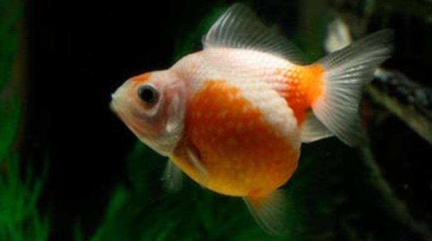 &Ouml;l&uuml;m ne kadar yakında?